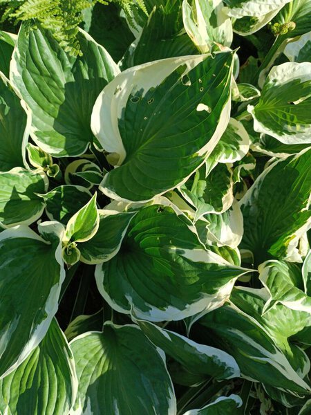 Яркий дисплей листьев Hosta демонстрирует богатую зеленую окраску с яркими белыми границами. Идеально подходит для любителей садов и природы.