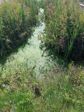 Huzurlu bir su yolu, kısmen yeşil yosunlarla kaplı, canlı bitkilerle çevrili. Huzurlu bir manzarada doğa huzuru yakalanır..