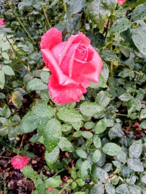Sersemletici pembe bir gül yağmur damlalarıyla süslenmiş, yemyeşil yaprakların arasına yerleşmiş, sakin bir bahçe atmosferi yaratıyor. Yağmurlu, taze sonbahar