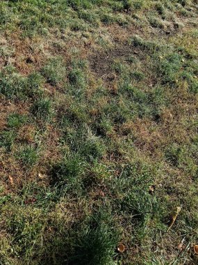 Çeşitli otlarla dolu canlı ve yemyeşil bir arazinin yakın görüntüsü. Bu manzara güzelliği ve canlılığı sergiliyor.