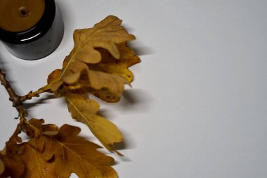 Burada beyaz bir yüzeye yerleştirilmiş güzel yeşil bir yaprağın detaylı bir yakın çekim görüntüsü var. Yanan bir mumun hemen yanında, zarafet ekliyor.