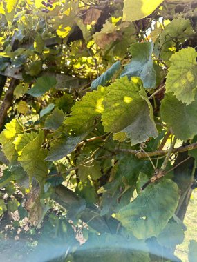 Bu resim, yemyeşil yapraklar ve etrafını saran sayısız dallarla dolu bir ağacın detaylı bir yakın görüntüsünü içeriyor. 