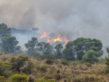 Ormanda yanan ağaçlar, İspanya