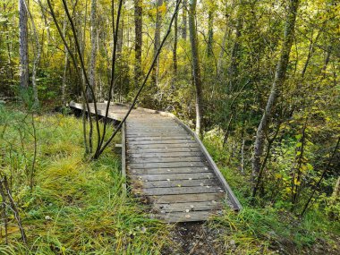 Ormanda ahşap köprü.