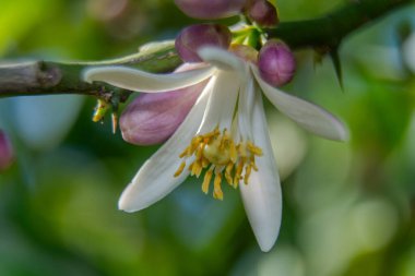 Yeşil yapraklı limon çiçekleri.