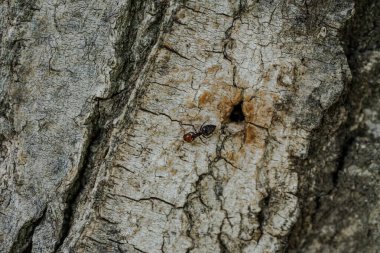 Ormandaki bir arıyla ağaç kabuğunu kapat.