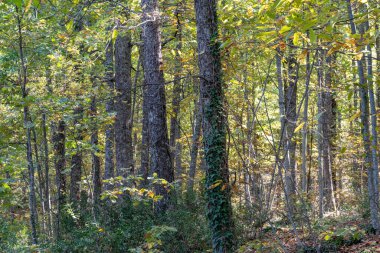 Cceres dağlarındaki kestane ormanı, güneşli bir sonbahar gününde, yürüyüş yaparken