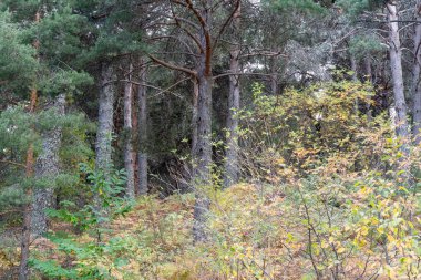 Dağlarda sonbahar manzarası, yeşil ve sarı renkleriyle