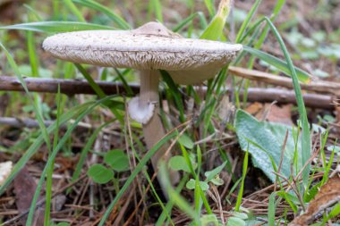 İnce ve uzun gövdeli bir mantar. Boynunda küçük bir taç ve büyük gri bir kafası var.