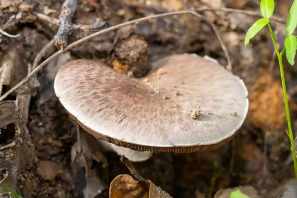 Kahverengi bir mantarın tepesinde, sonbaharda bir dağın zemininde