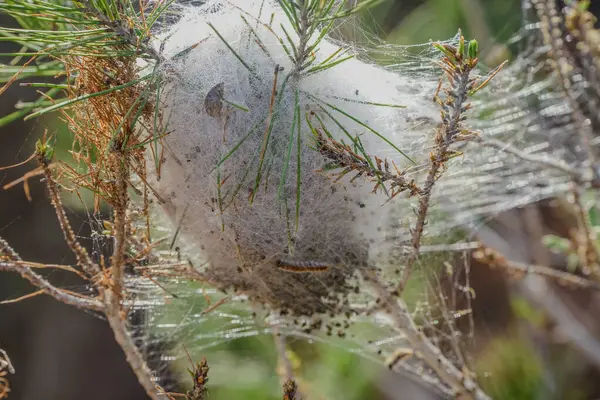 Beyaz ipeksi çam işlemeli çanta, Thaumetopoea pityokamppa, kendilerini soğuktan korudukları yer, çamları etkileyen bir böcek.