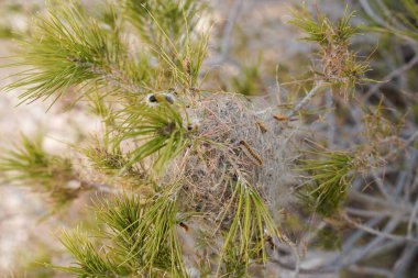 Pine Processionary 'nin başka bir aşamasında, thaumetopoea pityocampa, tırtılın daha çok yediği ve çam ağaçlarının iğnesiz kaldığı, içinde ve dışında kurtçuklar olan büyük bir çalı.