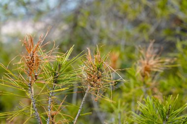Çam İşlemcisinin ikinci aşaması, thaumetopoea pityokamppa, tırtılın dışarı çıktığı, ve yumurtaya en yakın iğnelerle beslenmeye başladığı, ve korunmak için küçük ipeksi torbalar oluşturduğu.