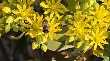 Arılar sarı çiçeklerde polen arıyor.
