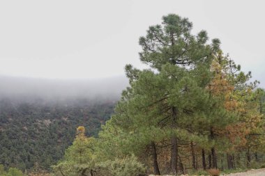 Kuruyan çam ağaçlarının alanı, uzun kuraklıktan ve farklı alanlardan etkilenen çam ağaçları, kuruyan, etkilenen çam ağaçları, uzun kuraklık, farklı haşereler, kozalaklı ağaçlar, çam ormanı, dağ, kuru, sis, dağ, orman sağlığı