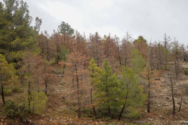 Kuruyan çam ağaçlarının alanı, uzun kuraklıktan ve farklı alanlardan etkilenen çam ağaçları, kuruyan, etkilenen çam ağaçları, uzun kuraklık, farklı haşereler, kozalaklı ağaçlar, çam ormanı, dağ, kuru, sis, dağ, orman sağlığı