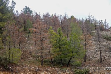 Kuruyan çam ağaçlarının alanı, uzun kuraklıktan ve farklı alanlardan etkilenen çam ağaçları, kuruyan, etkilenen çam ağaçları, uzun kuraklık, farklı haşereler, kozalaklı ağaçlar, çam ormanı, dağ, kuru, sis, dağ, orman sağlığı