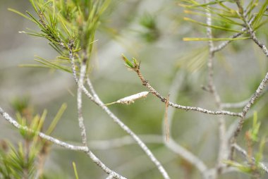 Halep çam ağacının iğnelerinde, çam ağacından yapılma çam ağacından yapılma çam ağacından yapılma piyokampa yumurtluyorlar.