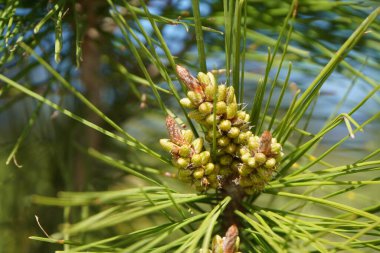 Yeşil iğnelerle çevrili Halep çamı Pinus Halepensis 'in üç büyüme rehberine yakın plan.