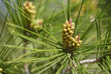 Halep çam ağacının ön planında iki büyüme rehberi, Pinus Halepensis, yeşil iğnelerle çevrili.