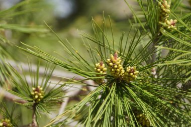 Yeşil iğnelerle çevrili Halep çamı Pinus Halepensis 'in üç büyüme rehberine yakın plan.