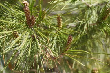 Halep çamı büyümesi, Pinus Halepensis