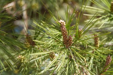 Halep çamı büyümesi, Pinus Halepensis