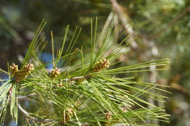 Halep çamı için büyüme rehberi, Pinus Halepensis, etrafında yeşil iğneler var.