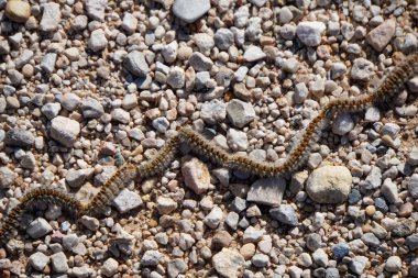 Çam işlemeli tırtıl Thaumetopoea pityokamppa 'nın toprağa gömüldüğü sıra taşlarla dolu.