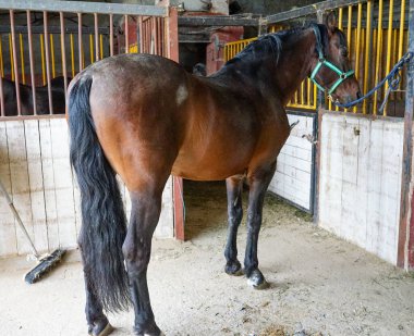 At bağlı, sahibinin nalları dikmesini kolaylaştırmak için.