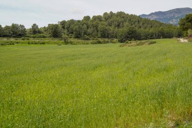 Dağların yanındaki bir tarlada tahıl ekimi, Murcian Doğa