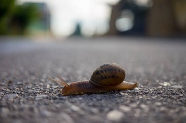 Asfalt yolda salyangoz, yağmurlu bir gün bir yerden diğerine ilerliyor.