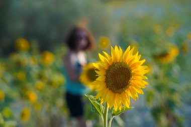 Ön planda ayçiçeği, arka planda bulanık bir kadın, altın saatte yaz günbatımı.