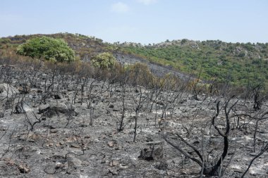 Yanmış bir dağ manzarası, kömürleşmiş ağaçlar ve çalılar, simsiyah, çok sıcak bir yaz günü