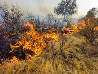 Dağlardaki alevler, bir orman yangınından, Ovalar ve holm meşeleri arasında, Extremadura dağlarında, çok güneşli bir yaz sıcağı dalgası