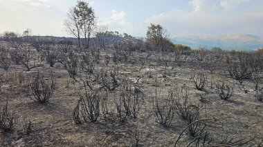 Bir orman yangınıyla harap olmuş bölge, yanmış bitkiler, ağaçlar ve yerdeki küller, ıssız arazi, tamamen siyah.
