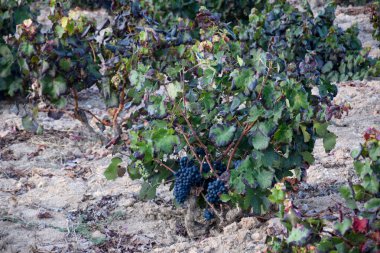 İki olgun üzüm üzümü hasat için hazır, yeşil yapraklı ve yere yakın, bir yaz gününde.