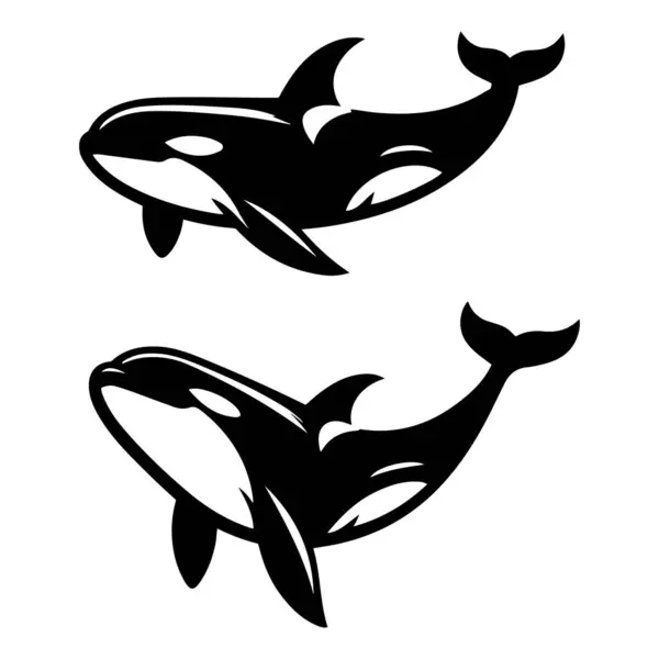 Orcinus katil balina silueti vektör çizimi.