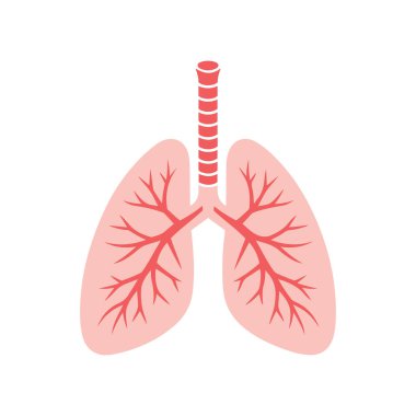 İnsan ciğerleri anatomi vektör çizimi.