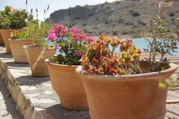 stock image Plants in pots in a courtyard on a Greek island