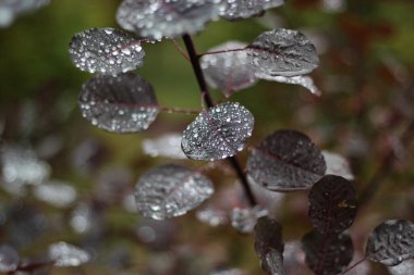 yağmur damlalı yapraklar