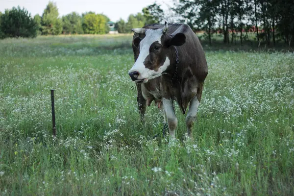 stock image Brown white cow eating grass in a meadow