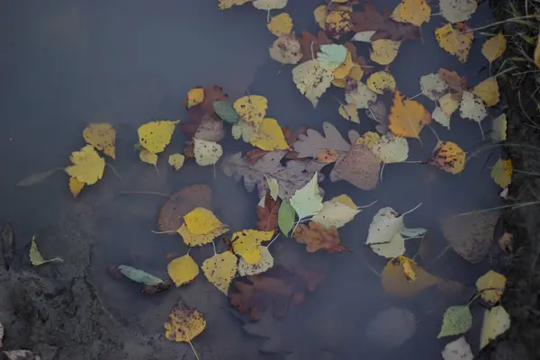 stock image Autumn leaves in rain puddle in a forest