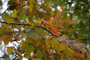 Wet orange yellow autumn leaves of the tree  clipart