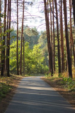 Sonbahar ormanında terk edilmiş yol. Çam ormanı. Uzun çam ağaçları