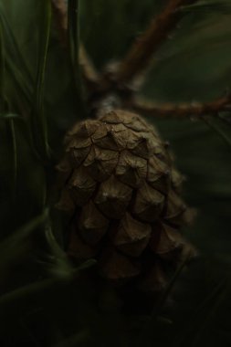 Çam kozalağı makro fotoğrafı. Detaylı çam kozalağı. Çam kozalağı yakın plan.
