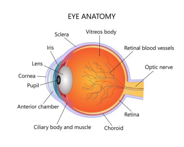Beyaz arkaplanda insan gözü anatomisi çizimi