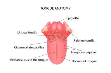 İnsan dilinin yapısının anatomisi. Vektör illüstrasyonu