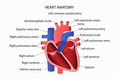 İnsan Kalbi Anatomisi. Tıbbi Bilgiler