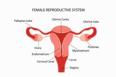 Kadın üreme sistemi vektör çizim